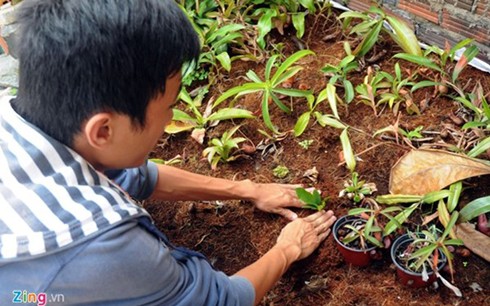 Les plantes carnivores, un loisir qui séduit de plus en plus de saigonais - ảnh 5